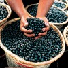 Berry-good-antioxidant-meals-for-4th-of-July-weekend_16000592_800802529_1_0_7046249_100.jpg