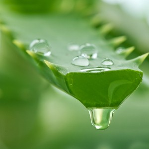 Exploring the wonders and benefits of aloe vera