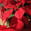 The-holiday-season-s-best-beauty-buys_16000592_800882961_1_0_7049878_100.jpg