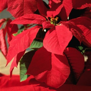 The holiday season's best beauty buys