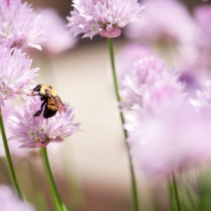 The many uses of chicory extract - from body detox to skincare