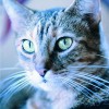Tips-for-achieving-the-purrr-fect-cat-eyes_16000592_800584534_1_0_7004603_100.jpg