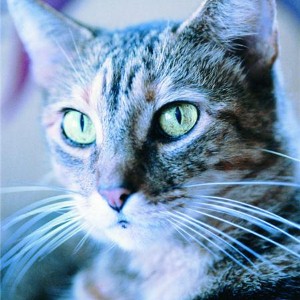 Tips for achieving the purrr-fect cat eyes